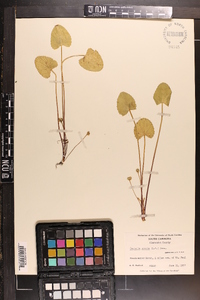 Centella asiatica image