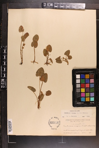 Centella asiatica image