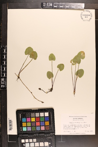 Centella asiatica image