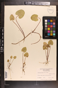 Centella asiatica image