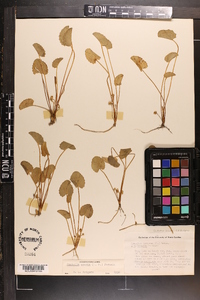 Centella asiatica image