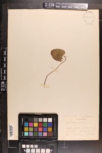 Centella asiatica image