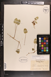 Centella asiatica image