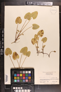 Centella asiatica image