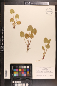 Centella asiatica image