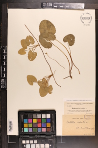 Centella asiatica image