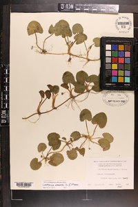 Centella asiatica image