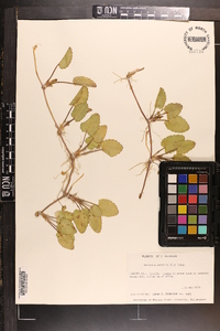 Centella asiatica image