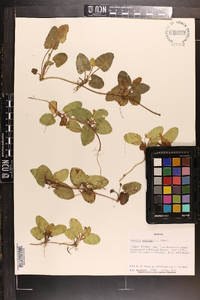 Centella asiatica image