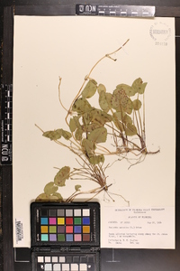 Centella asiatica image