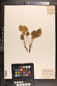 Centella asiatica image