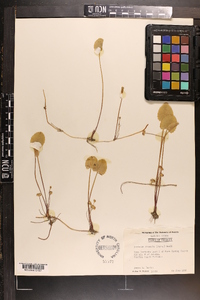 Centella asiatica image