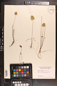 Centella asiatica image