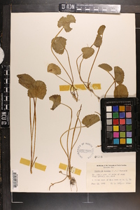 Centella asiatica image