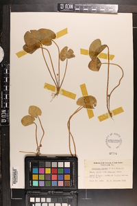 Centella asiatica image