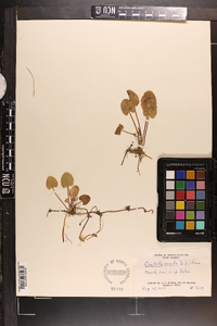 Centella asiatica image
