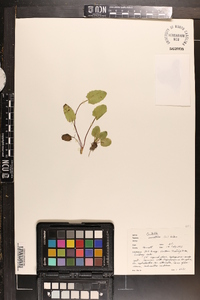 Centella asiatica image