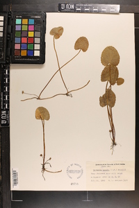 Centella asiatica image