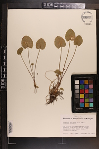 Centella asiatica image