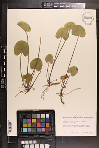 Centella asiatica image