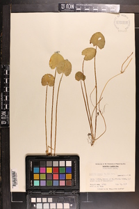 Centella asiatica image