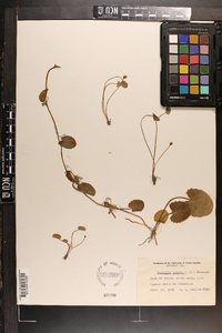 Centella asiatica image