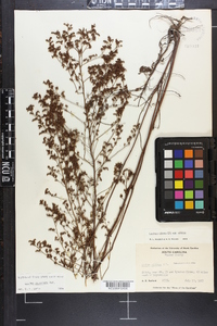 Lechea mucronata image