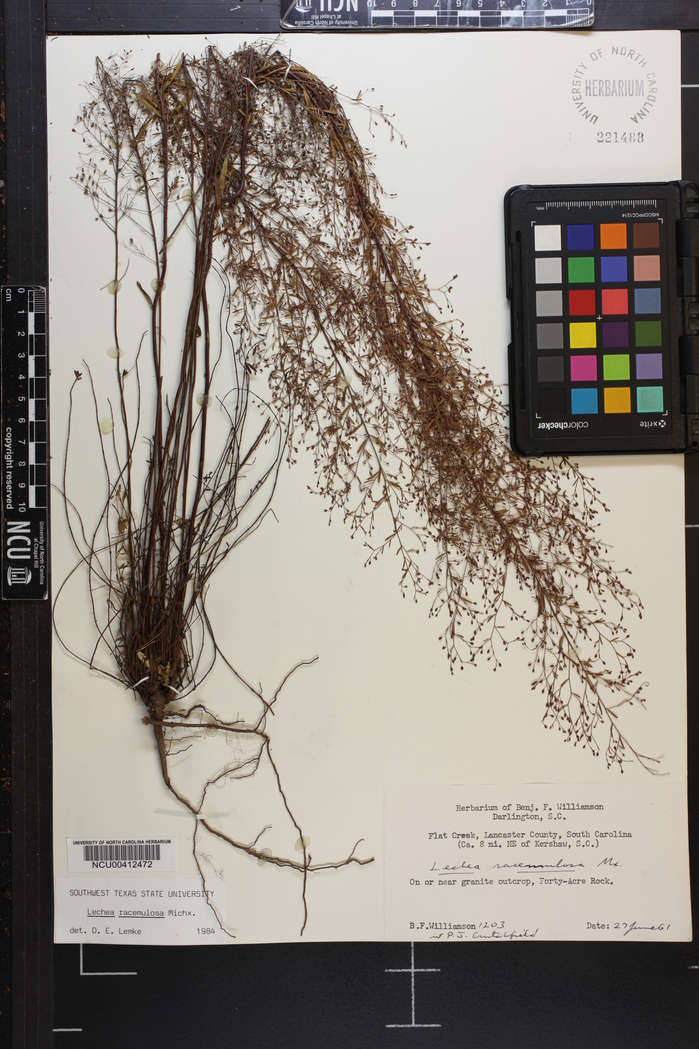 Lechea racemulosa image