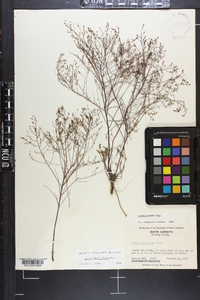 Lechea sessiliflora image