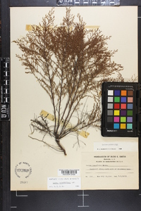 Lechea sessiliflora image