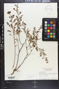 Lechea mucronata image