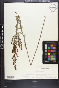 Lechea mucronata image