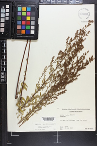 Lechea mucronata image