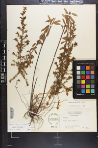 Lechea mucronata image