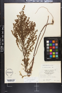 Lechea mucronata image