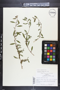 Ludwigia glandulosa image
