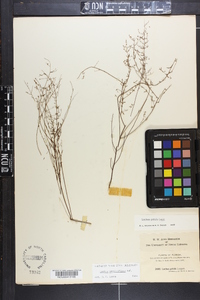 Lechea sessiliflora image