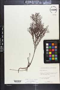 Lechea sessiliflora image