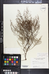 Lechea sessiliflora image