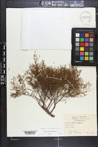 Lechea sessiliflora image