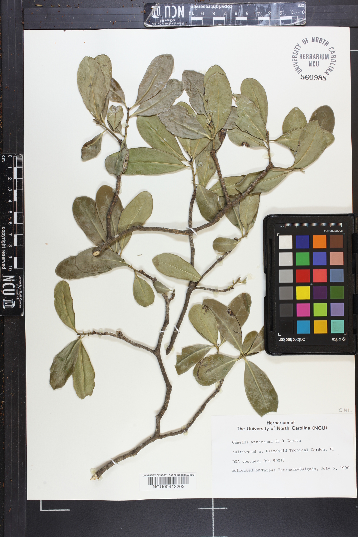 Canella winterana image