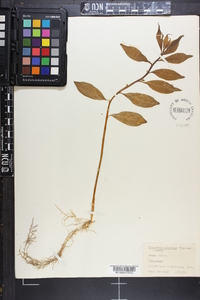 Cubelium concolor image