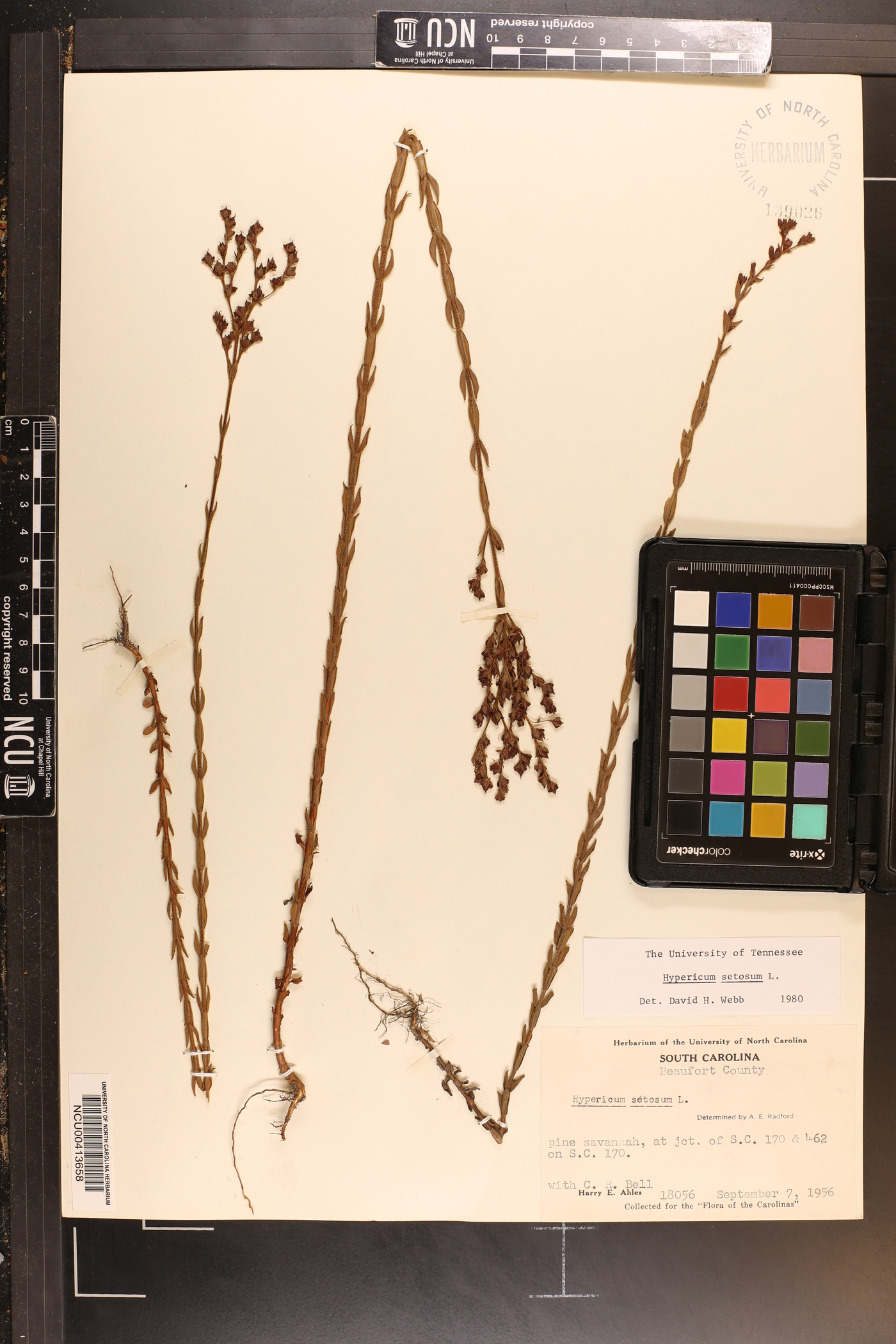 Hypericum setosum image
