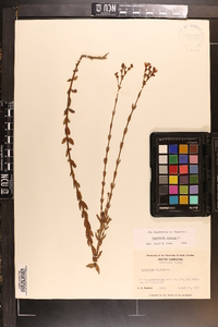 Hypericum setosum image