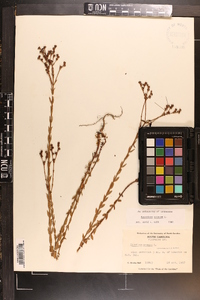 Hypericum setosum image