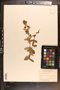 Hypericum stans image
