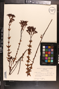 Hypericum cistifolium image