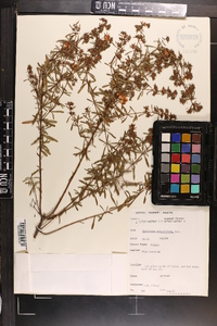 Hypericum cistifolium image