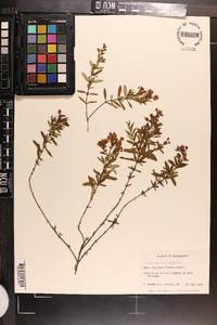 Hypericum cistifolium image