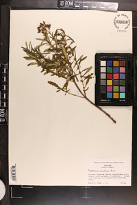 Hypericum densiflorum image